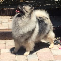 Keeshond Puppies from Windrift