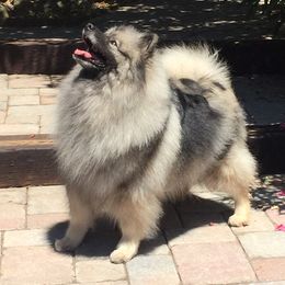 Keeshond Puppies from Windrift