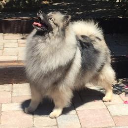 Keeshond Puppies from Windrift