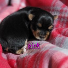 Pink girl - Black and tan female Yorkshire Terrier puppy in Pineville, Kentucky from Yorkies of Pineville
