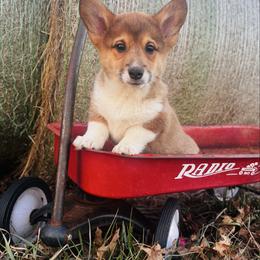 Turkey - Sable male Pembroke Welsh Corgi puppy in Sheldon, Missouri from Clearsky Corgis