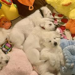 Berger Blanc Suisse Puppies from Moro Shepherds