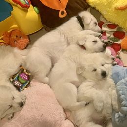 Berger Blanc Suisse Puppies from Moro Shepherds
