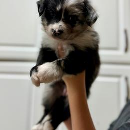 Misty - Blue merle female Australian Shepherd puppy in Odessa, Texas from Yucca Blossom Pups