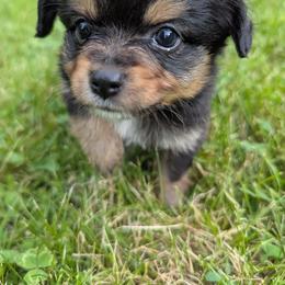 Boy 3 - male Toy Australian Shepherd puppy in Howell, Michigan from Our Family Toy Aussies of Michigan
