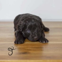 Smalls - Liver male Miniature Schnauzer puppy in Diamond Valley, Utah from JoJo's Schnauzers