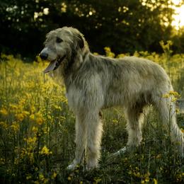 Calvin - Irish Wolfhound