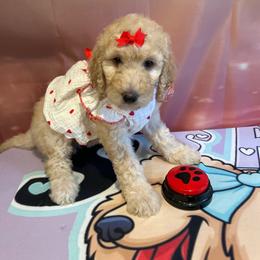Houston - Apricot female Poodle puppy in Mobile, Alabama from Semmy’s Standard Poodle LLC