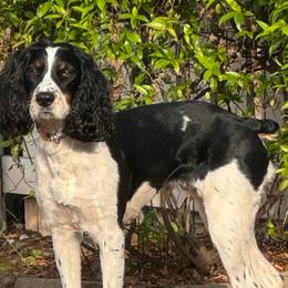Willow - English Springer Spaniel