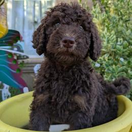 Red Collar Male - Phantom male Poodle puppy in Tehama County, California from Hals Pals K9s