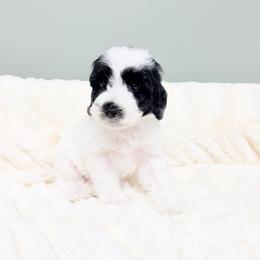 Johnny Appleseed - Black male Australian Labradoodle puppy in Springfield, Ohio from Dawson & Daryn's Royal Companions