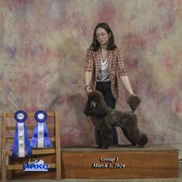 Poodle All Grown Up from Boon Hill Poodles