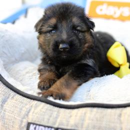 German Shepherd Puppies from Broward Shepherds
