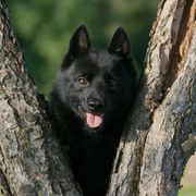 Solaris - Schipperke