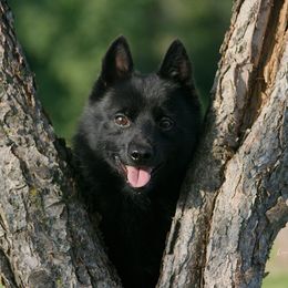Solaris - Schipperke
