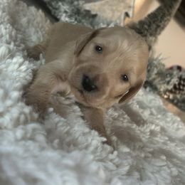 Girl 3 - Cream female Goldendoodle puppy in San Diego, California from Southside Doodles