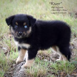 River - Black tri female Miniature Australian Shepherd puppy in Evant, Texas from Lazy VT Bar Ranch