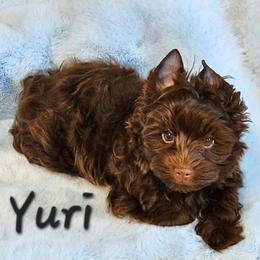Yuri - Liver male Yorkshire Terrier puppy in Adair, Oklahoma from Phillippe's Puppy Paws