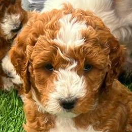 Theo Bearington - Red  male Goldendoodle puppy in Russell Springs, Kentucky from Milk & Honey Doodles