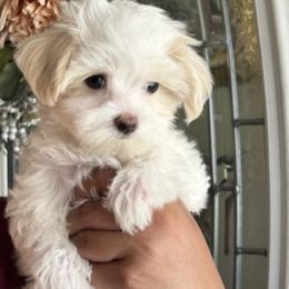 Maltese, Maltipoo, and Poodle Puppies from Healing Pawz LLC
