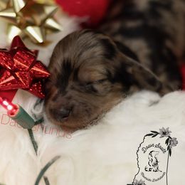 Black dapple girl - Dapple female Dachshund puppy in Seminary, Mississippi from Down South Mavericks Dachshunds