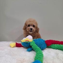 Hudson (AKC) - Apricot male Poodle puppy in Rainbow City, Alabama from Spinks Poodles
