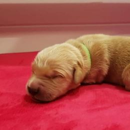 Tigger - Golden Retriever puppy in Arlington, Washington from Nagel Farm's