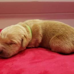 Tigger - Golden Retriever puppy in Arlington, Washington from Nagel Farm's