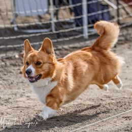 Roux - Pembroke Welsh Corgi