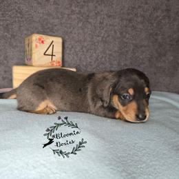Boy 2 - Dapple male Dachshund puppy in Valrico, Florida from Bloomin Doxies