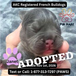 Janet - Tricolors female French Bulldog puppy in Michigan from Fur Baby Farms