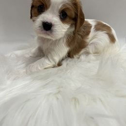 Cavalier King Charles Spaniel Puppies from Beverlywood Cavaliers