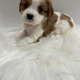 Cavalier King Charles Spaniel Puppies from Beverlywood Cavaliers