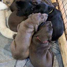 Labrador Retriever Puppies from Crout Kennels