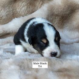 Australian Shepherd Puppies from Acheron Aussies