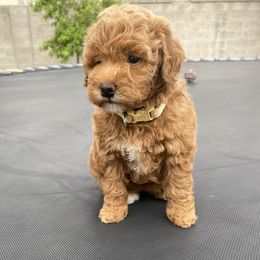 Poodle Puppies from Kinderpoodlesutah