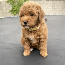 Poodle Puppies from Kinderpoodlesutah