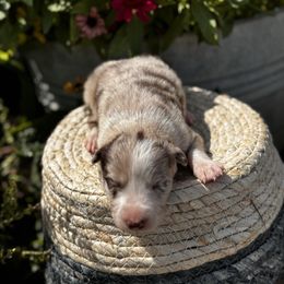Boy 1 - Sable Merle - Sable merle male Border Collie puppy in Minden, Iowa from Rocking N Registered Border Collies & Labradors