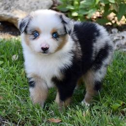 Sudsy - Blue merle female Miniature Australian Shepherd puppy in Evant, Texas from Lazy VT Bar Ranch