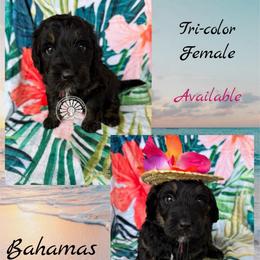 Bahamas - Tri-color female Bernedoodle puppy in Godwin, North Carolina from Farm Sweet Farm Doodles