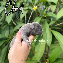 Chaol Westfall - Blue male French Bulldog puppy in Loxahatchee, Florida from Blue Wonder Frenchies