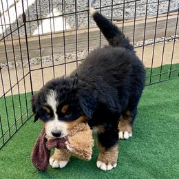 Red Collar - Black rust and white female Bernese Mountain Dog puppy in Comer, Georgia from Water Oak Farm