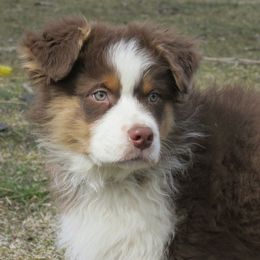 Australian Shepherd Puppies from Parsons Australian Shepherds
