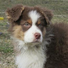 Australian Shepherd Puppies from Parsons Australian Shepherds
