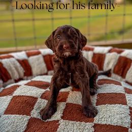 Rook - Chocolate male Goldendoodle puppy in Cleveland, Tennessee from Liberty Creek Farms