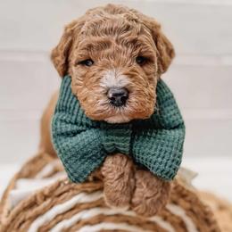 Lt. Dan - Red  male Goldendoodle puppy in Iola, Texas from Supreme Doodles of Texas