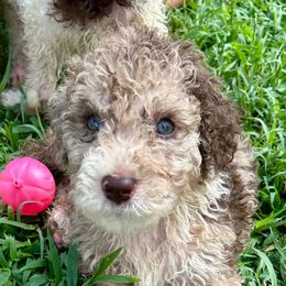 Bo - Red merle male Aussiedoodle puppy in Denton, Maryland from Royal Conron Doodles