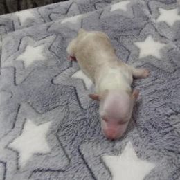 Dachshund Puppies from Dashing Dachshunds n Texas