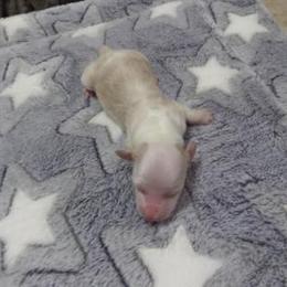 Dachshund Puppies from Dashing Dachshunds n Texas