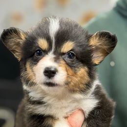 Full Fluffy Girl 1,700 - Black and tan female Pembroke Welsh Corgi puppy in Nashville, Arkansas from Whisenhunt Farms